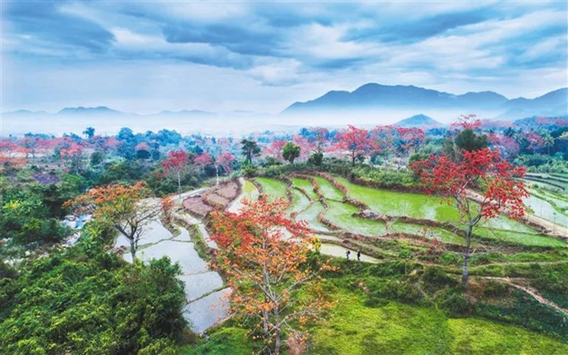 昌江木棉花观赏图片